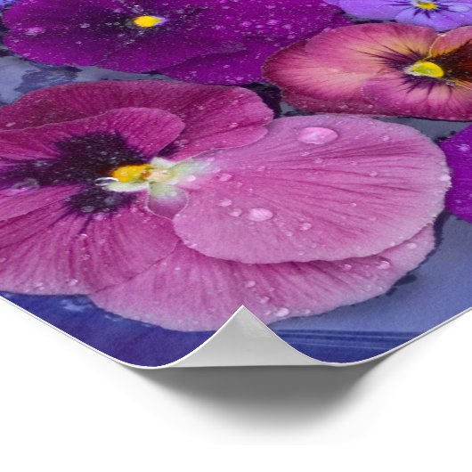 Pansy bloemen die drijven in een vogelbad met dauw poster (Hoek)