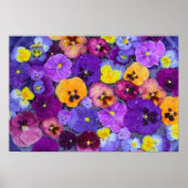 Pansy bloemen die drijven in een vogelbad met dauw poster (Voorkant)