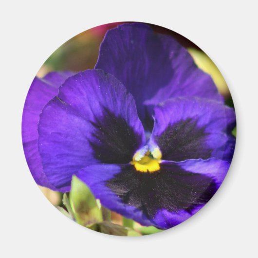 Pansy Bloemmagneet Magneet (Voorkant)