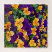 Pansy Bloom: Garden Beauty Close-up. Legpuzzel (Horizontaal)