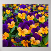Pansy Bloom: Garden Beauty Close-up. Poster (Voorkant)