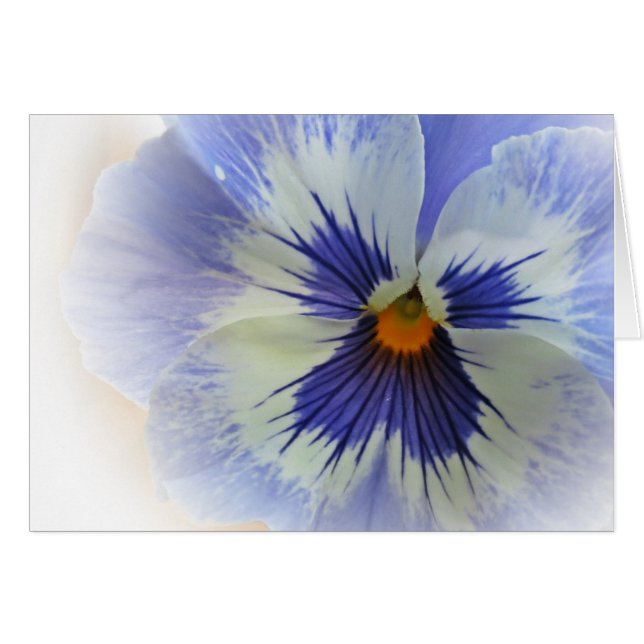 Pansy Blues (Voorkant Horizontaal)