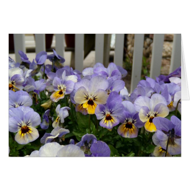 Pansy Blues Fence (Voorkant Horizontaal)