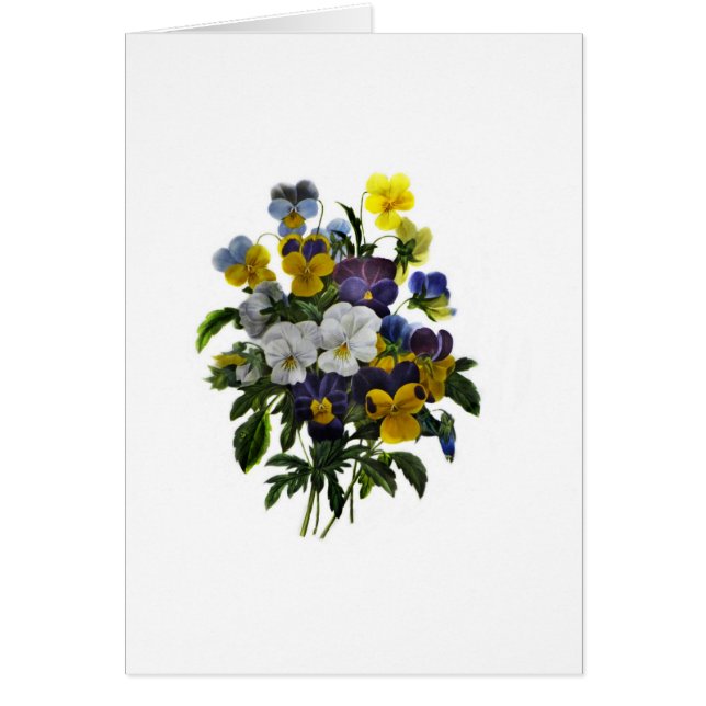  pansy botanische afdruk (Voorkant)