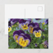Pansy briefkaart (Voorkant / Achterkant)