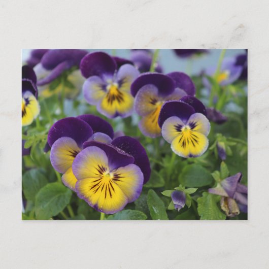 Pansy briefkaart (Voorkant)