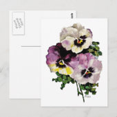 Pansy Briefkaart (Voorkant / Achterkant)