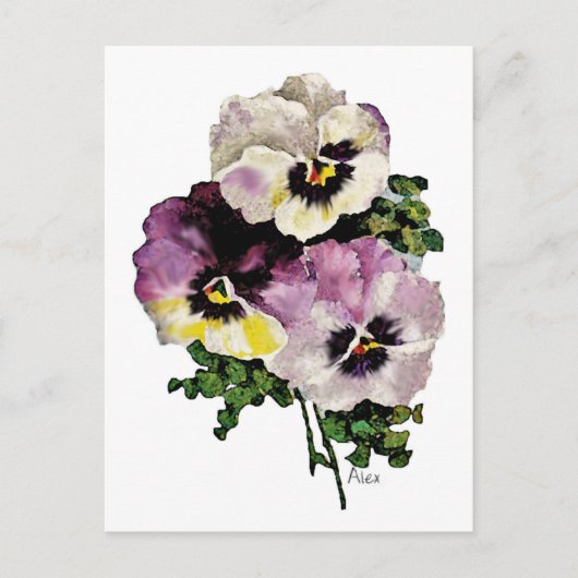 Pansy Briefkaart (Voorkant)