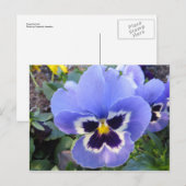 Pansy Briefkaart (Voorkant / Achterkant)