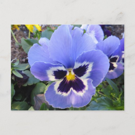 Pansy Briefkaart (Voorkant)