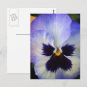 Pansy Briefkaart (Voorkant / Achterkant)