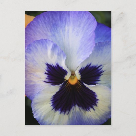Pansy Briefkaart (Voorkant)