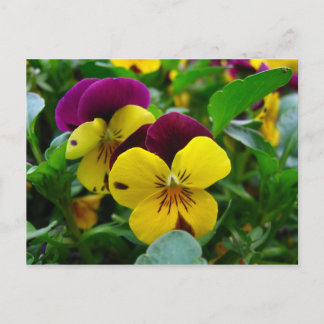 Pansy Briefkaart