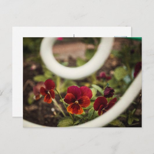 Pansy Briefkaart (Voorkant / Achterkant)