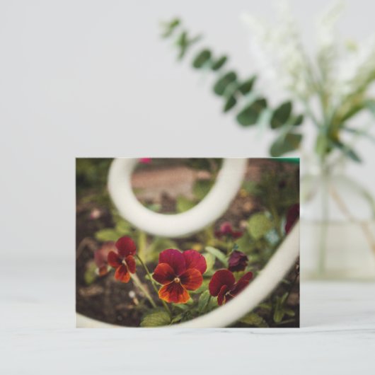 Pansy Briefkaart (Staand voorkant)