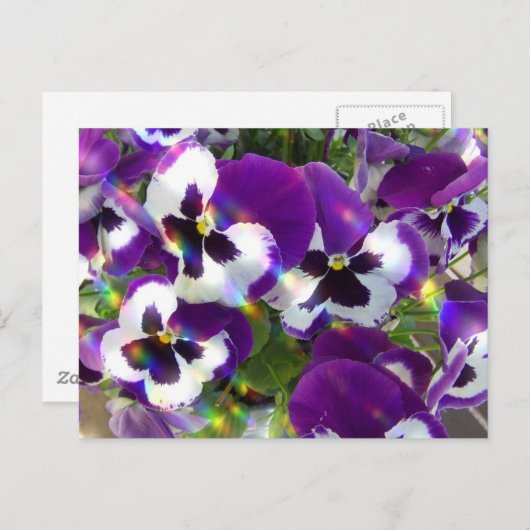 Pansy Briefkaart (Voorkant / Achterkant)