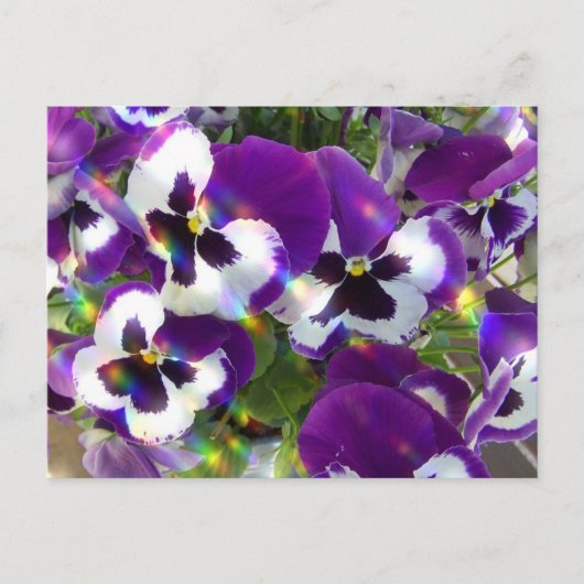 Pansy Briefkaart (Voorkant)