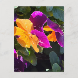 Pansy Briefkaart Oranje en Paars
