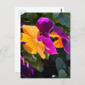 Pansy Briefkaart Oranje en Paars (Voorkant / Achterkant)