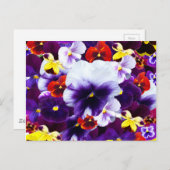 Pansy Celebration Uitnodiging Briefkaart (Voorkant / Achterkant)