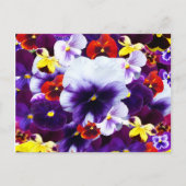 Pansy Celebration Uitnodiging Briefkaart (Voorkant)
