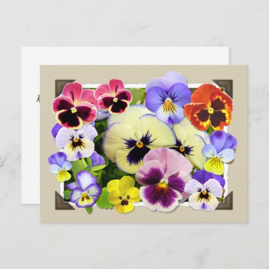 Pansy Delight Briefkaart (Voorkant / Achterkant)