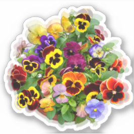 Pansy Display aangepaste vinylSticker Sticker