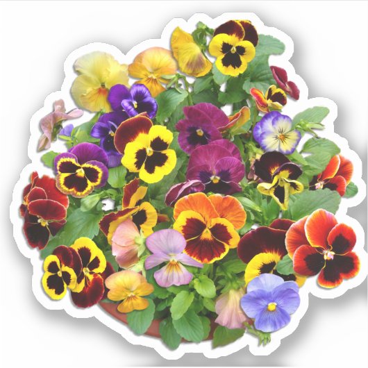 Pansy Display aangepaste vinylSticker Sticker (Voorkant)