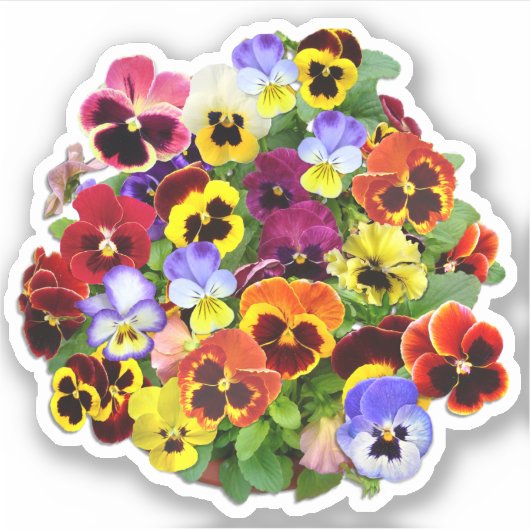 Pansy Display Contour Sticker (Voorkant)