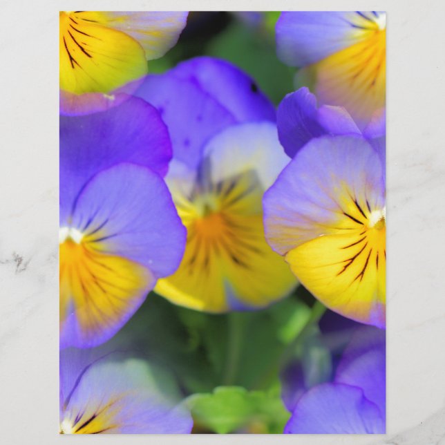 Pansy echos (Voorkant)
