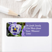 Pansy Etiket (Insitu)