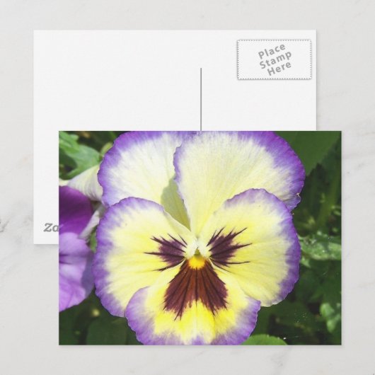 Pansy Flower Afbeeldingen Briefkaart (Voorkant / Achterkant)