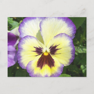 Pansy Flower Afbeeldingen Briefkaart