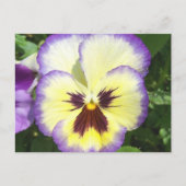 Pansy Flower Afbeeldingen Briefkaart (Voorkant)