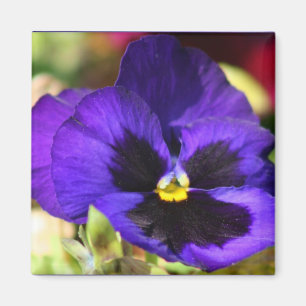 Pansy Flower Magnet