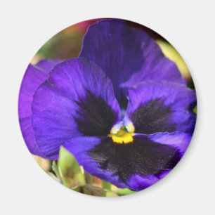 Pansy Flower Magnet