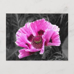 Pansy Flower Paarse kleur Pop Briefkaart