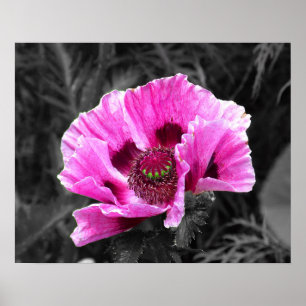 Pansy Flower Paarse Kleur Pop Downloaden en Poster