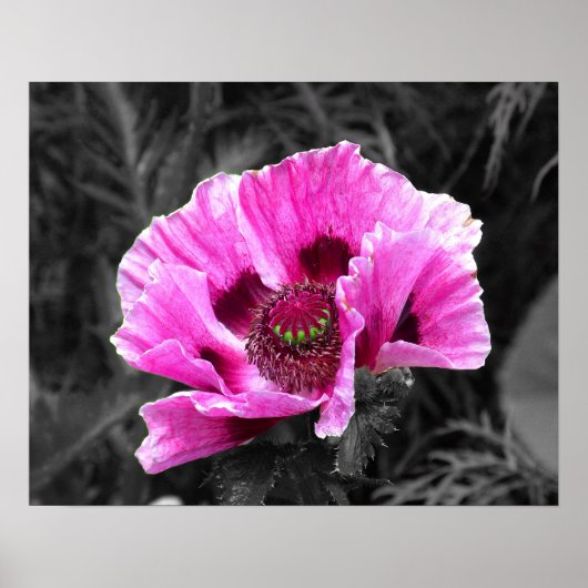 Pansy Flower Paarse Kleur Pop Downloaden en Poster (Voorkant)