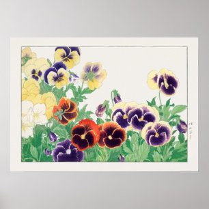 Pansy Flower, Red, Paars & Yellow Pansies, Konan, Poster
