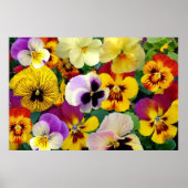 Pansy Flowers ~ Poster (Voorkant)