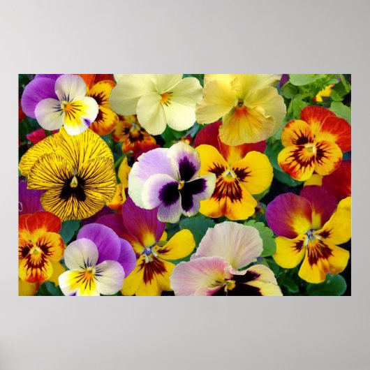 Pansy Flowers ~ Poster (Voorkant)