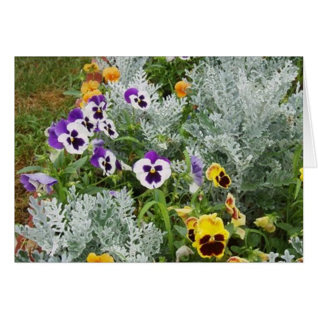 Pansy Garden (Voorkant Horizontaal)