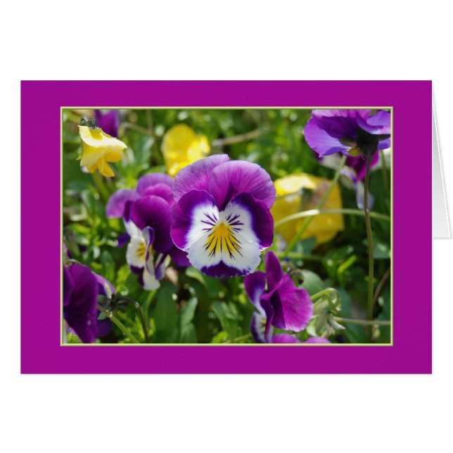 Pansy Garden Blank Card (Voorkant Horizontaal)