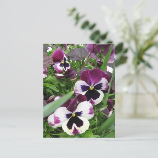 Pansy Garden Briefkaart (Staand voorkant)