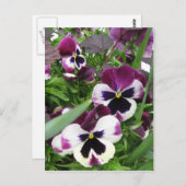 Pansy Garden Briefkaart (Voorkant / Achterkant)