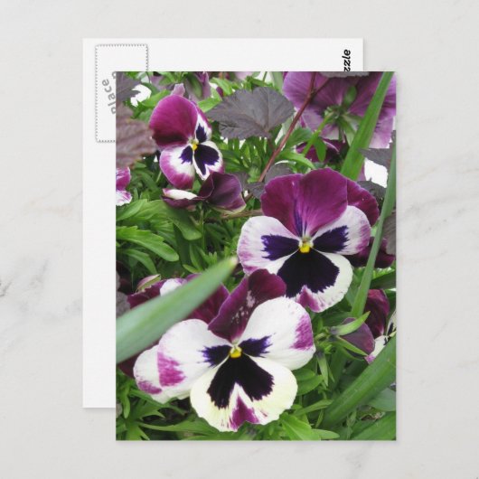 Pansy Garden Briefkaart (Voorkant / Achterkant)