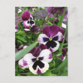 Pansy Garden Briefkaart (Voorkant)