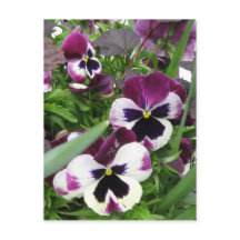 Pansy Garden Briefkaart