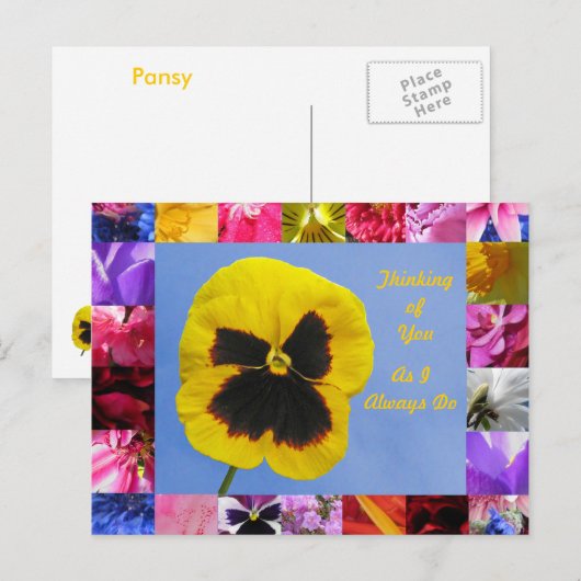 Pansy Garden Briefkaart (Voorkant / Achterkant)